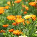 Calendula