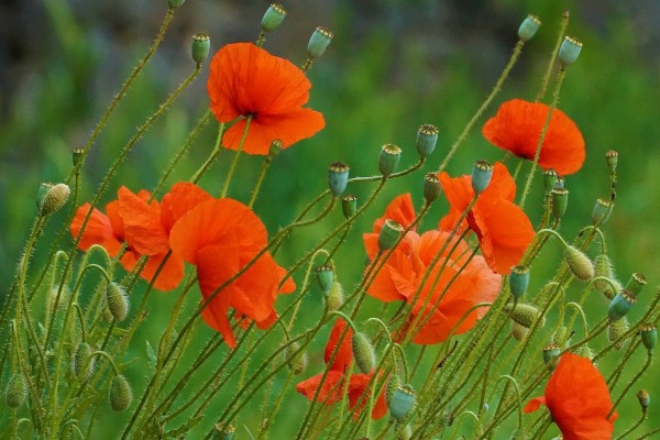 Coquelicots