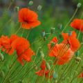 Coquelicots