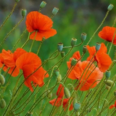 Diaporama Plantes