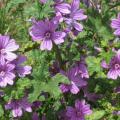 Mauve